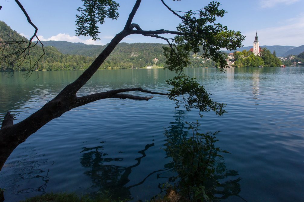 View of Lake Bled with the island through the tree branches