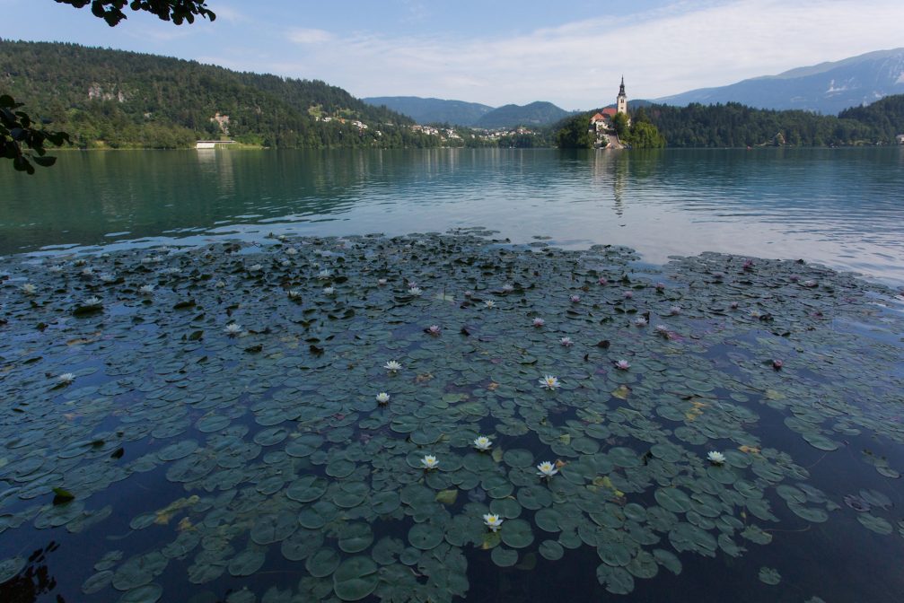 Water lilies that cover large expanses of Lake Bled in Slovenia
