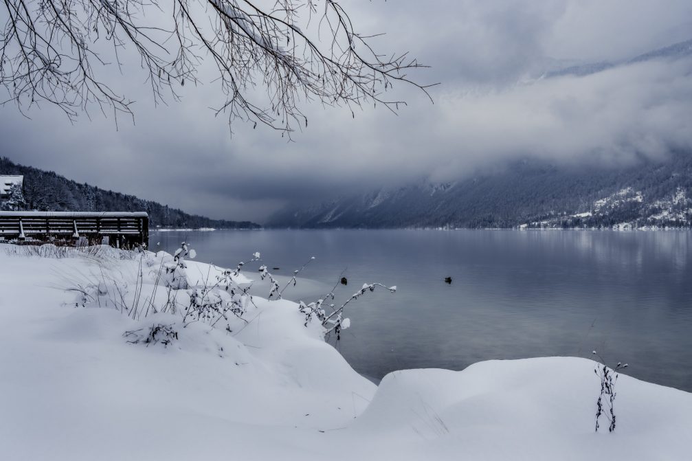 A group of mallards at Lake Bohinj in winter the next day after snowfall