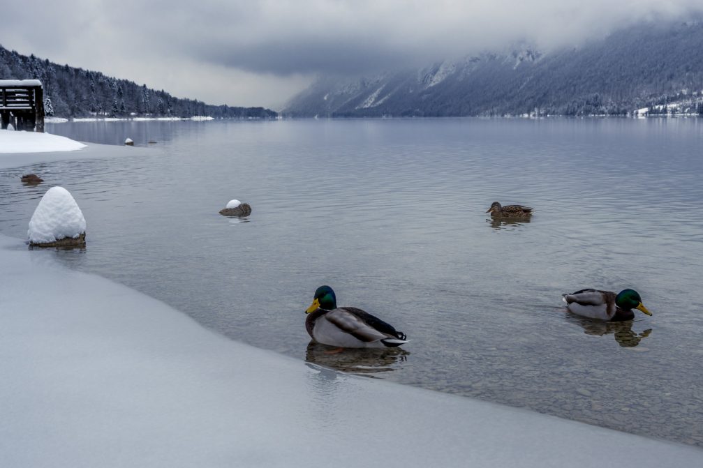 A group of mallards at Lake Bohinj in winter the next day after snowfall