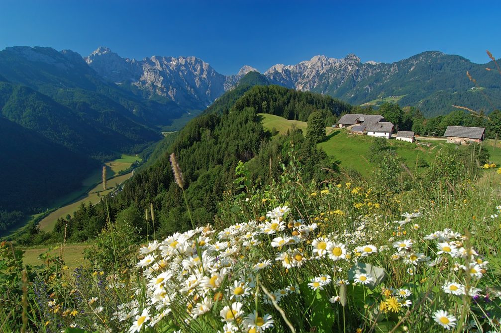 Wild flowers in Logarska Valley in Slovenia in spring