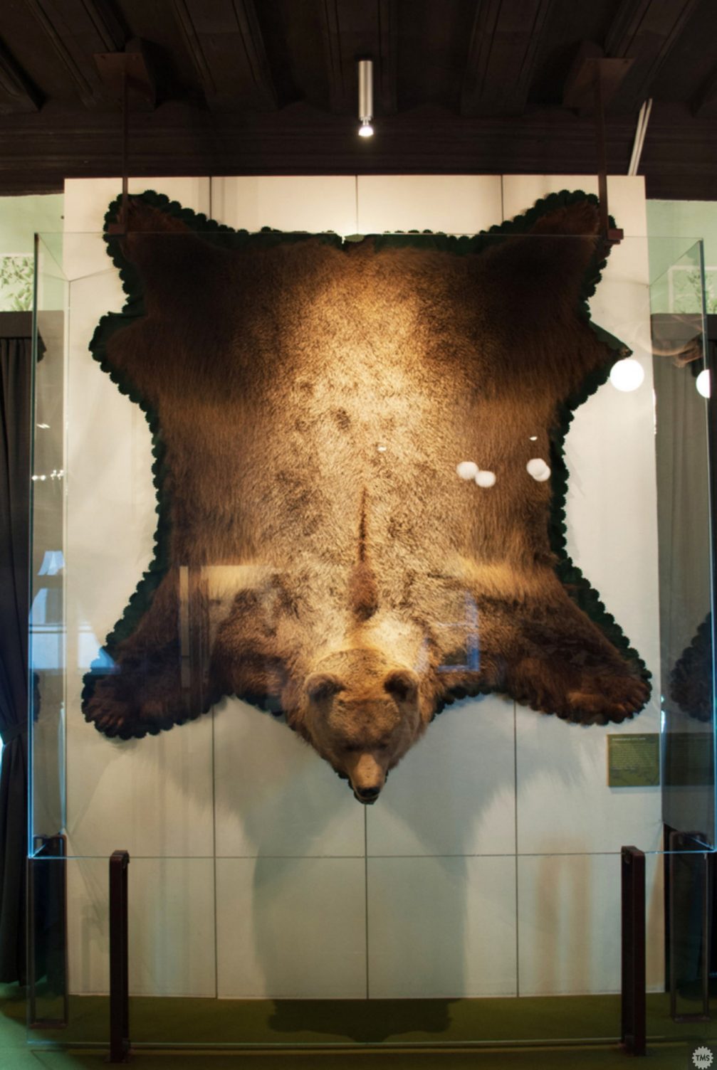 Hide of a brown bear in Technical Museum Of Slovenia in Bistra