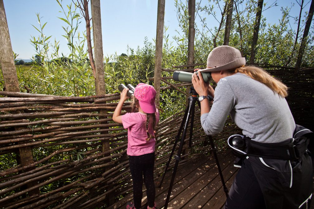 Bird observation at Iski Morost Nature Reserve in Ljubljana Marshes Landscape Park