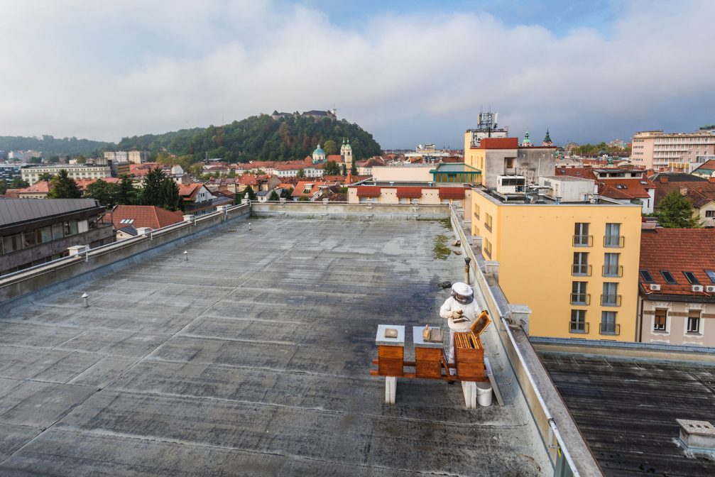 A beekeeper on the rooftop terrace in Ljubljana
