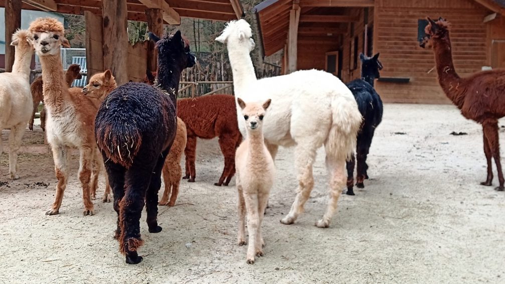 Alpacas in Ljubljana Zoo in Slovenia