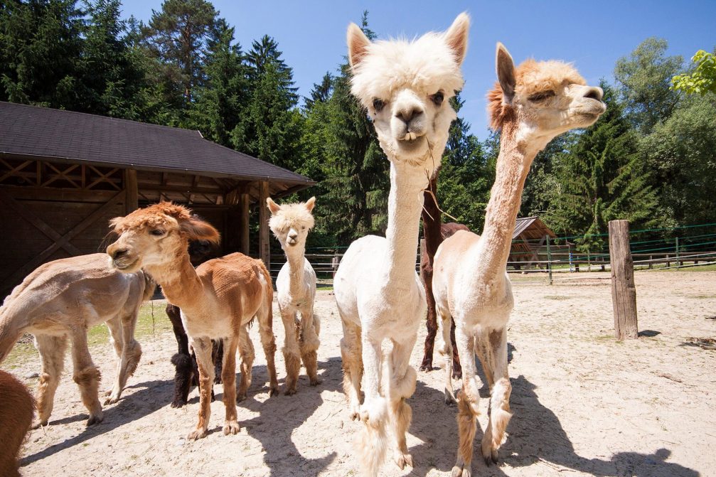 A group of Alpacas in Ljubljana Zoo