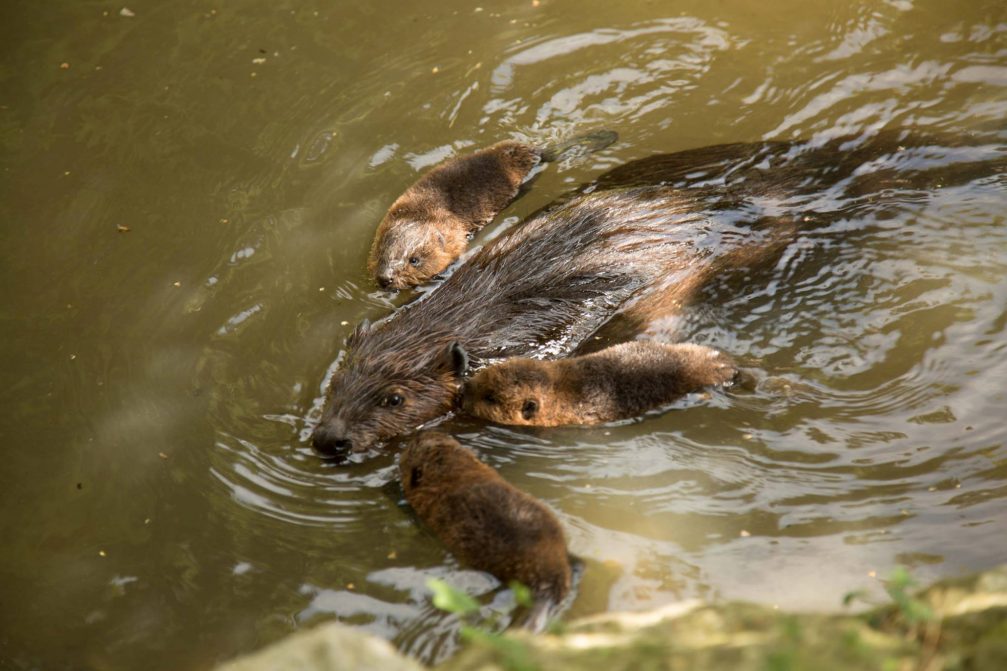 A family of American beaver in Ljubljana Zoo