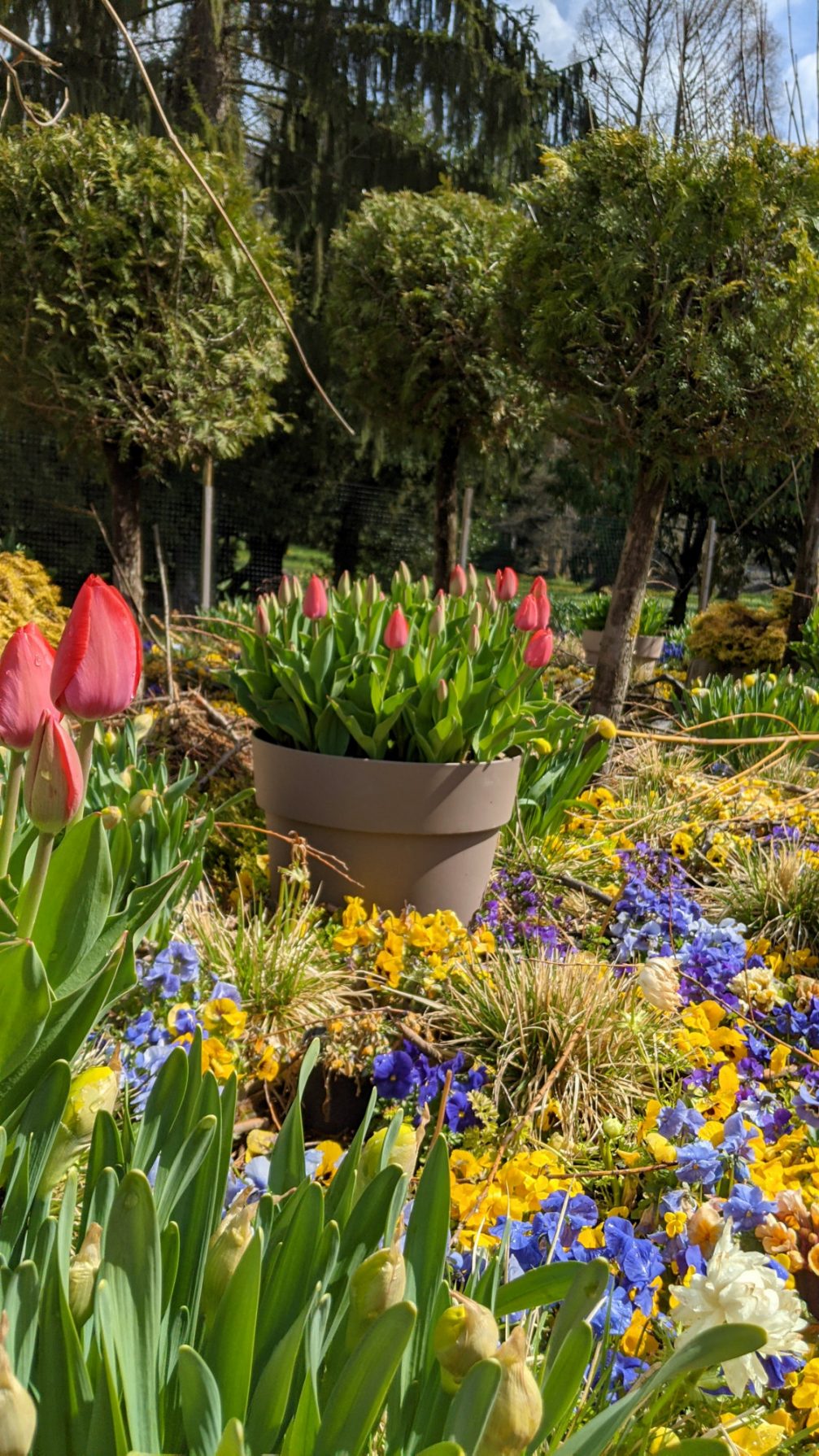 Vivid and colourful Arboretum Volcji Potok in spring