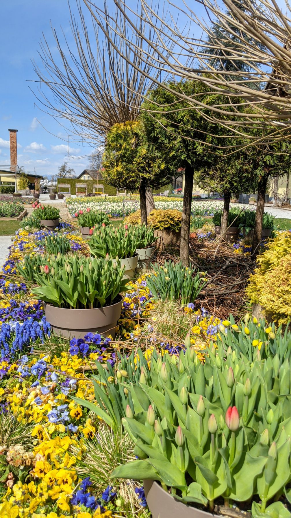 Blooming flowers at Arboretum Volcji Potok in spring