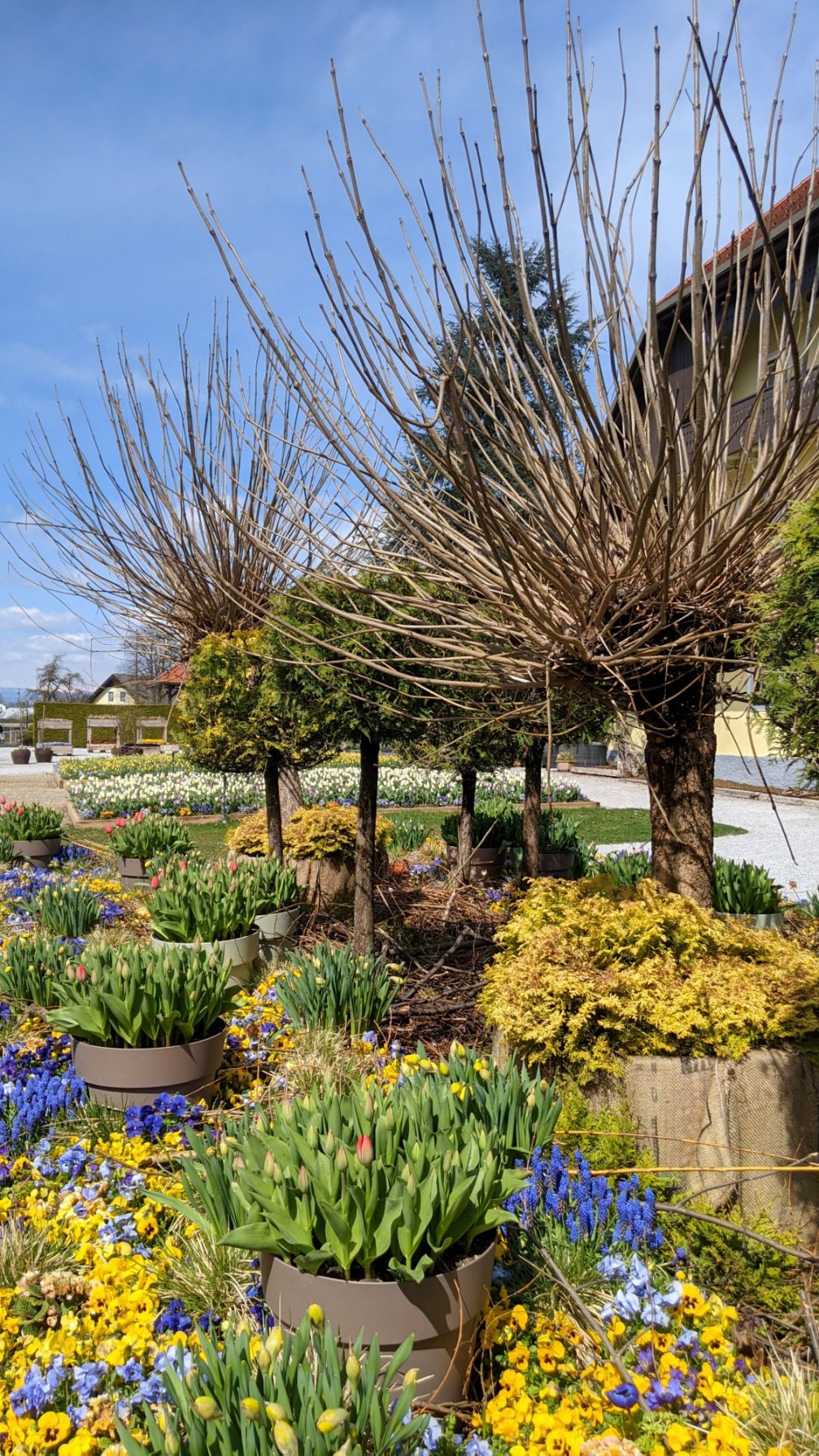 Spring flowers at Arboretum Volcji Potok in Slovenia