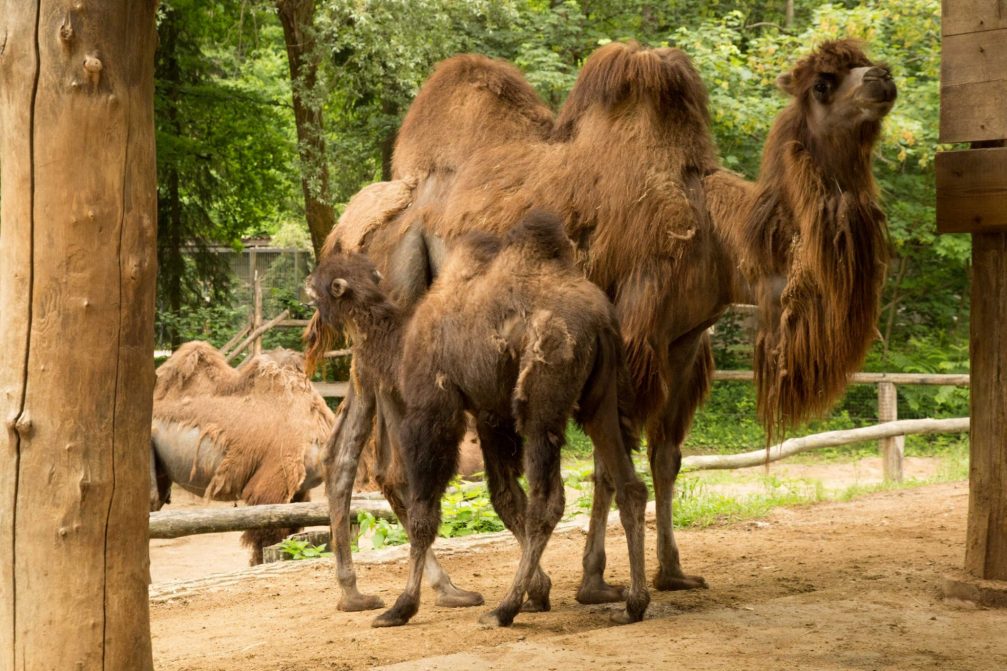 Bactrian camels in Ljubljana Zoo