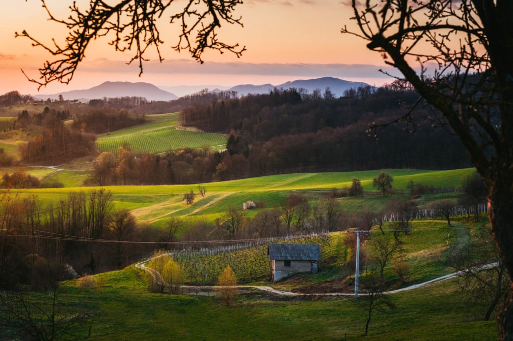 Banovina vineyards in Virstanj in the Kozjansko and Obsotelje region in spring