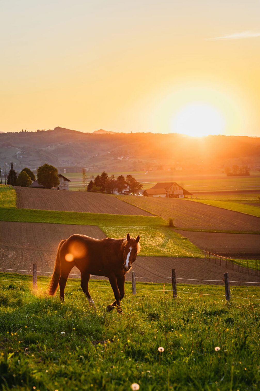 A horse on a pasture in the Bistrica Ob Sotli countryside in the Kozjansko and Obsotelje region in eastern Slovenia