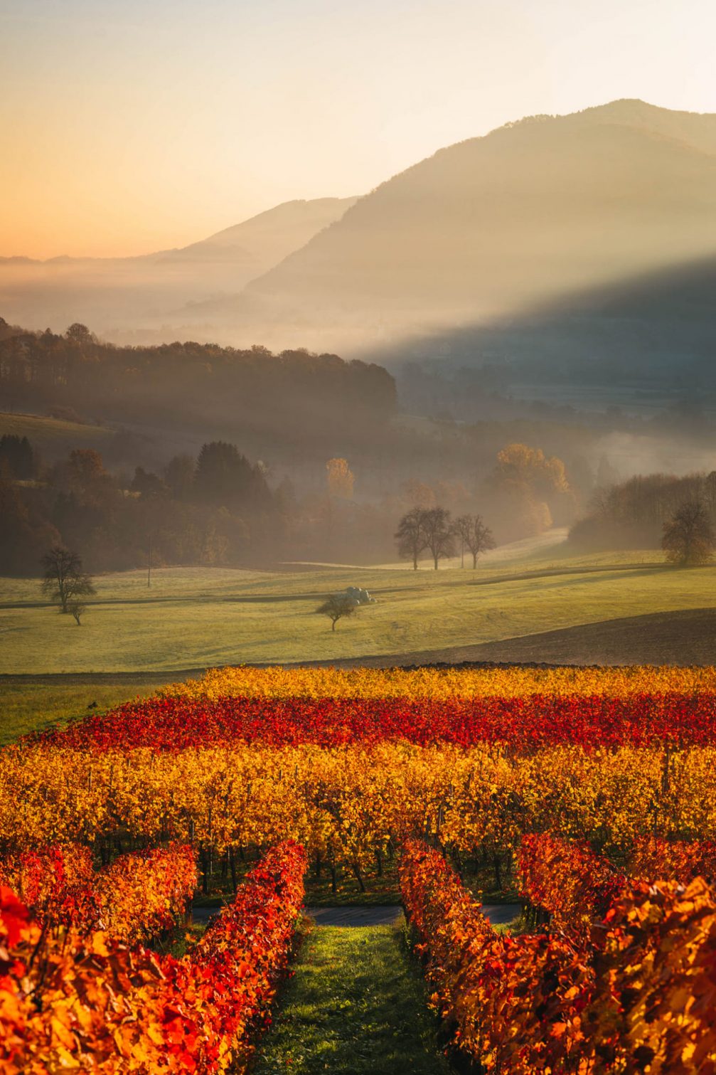 Colourful vineyards in Bistrica Ob Sotli in the Kozjansko and Obsotelje region in autumn