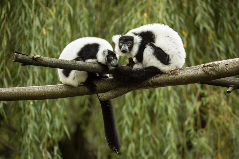 Two black and white ruffed lemurs in Ljubljana Zoo