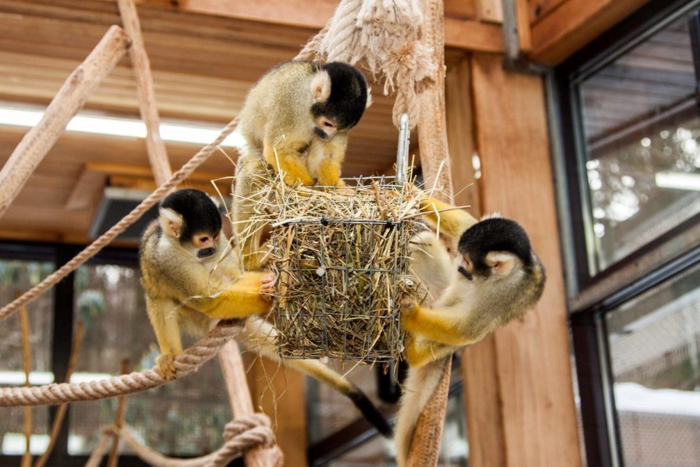 Black-capped squirrel monkey in Ljubljana Zoo