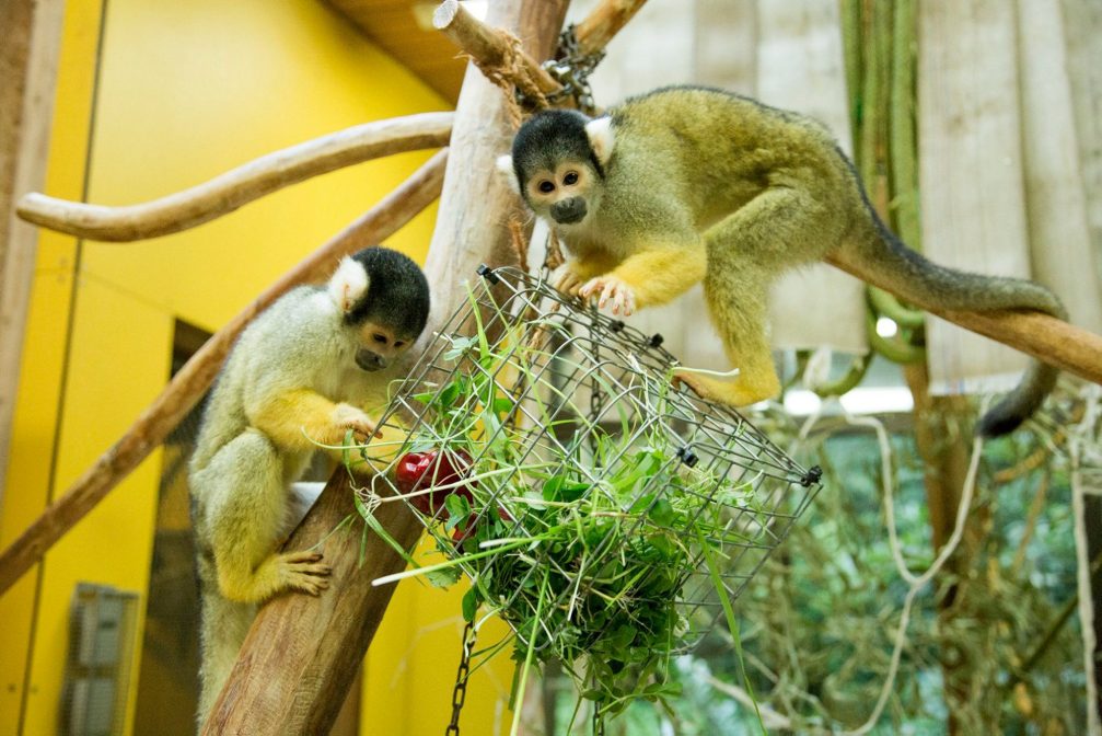 A pair of black-capped squirrel monkey in Ljubljana Zoo