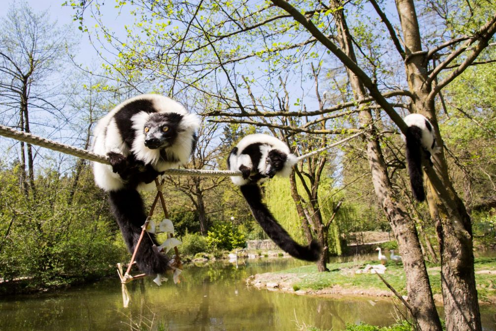 Black and white ruffed lemurs on a tree in Ljubljana Zoo