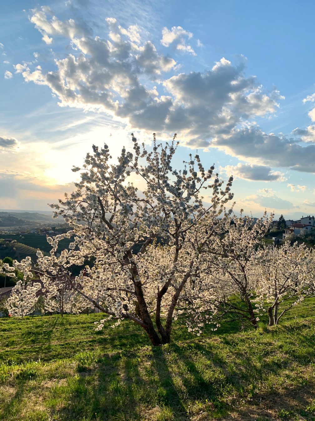 Blossoming cherry trees in Goriska Brda in spring