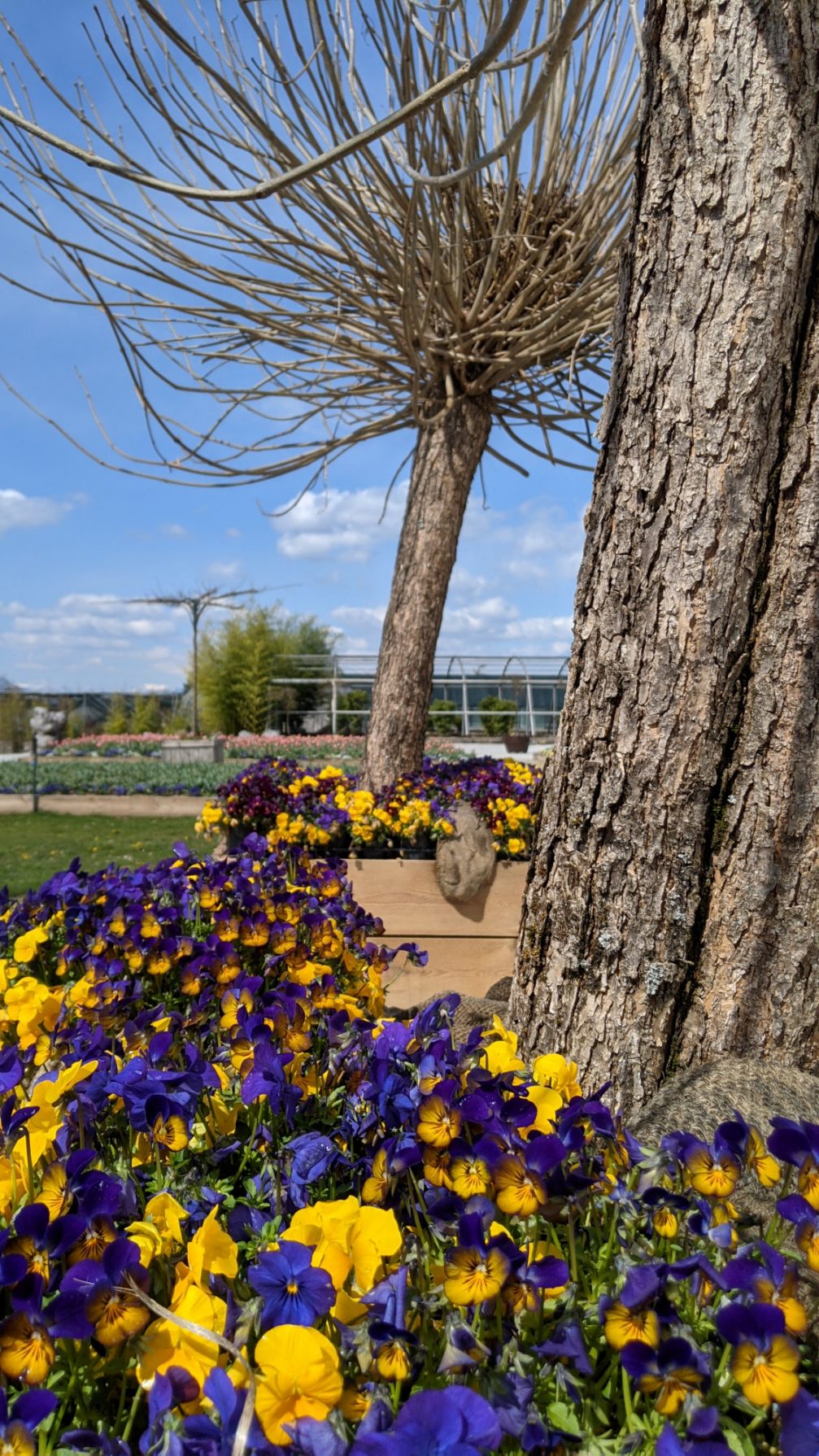 Blue and yellow pansies at Arboretum Volcji Potok in spring