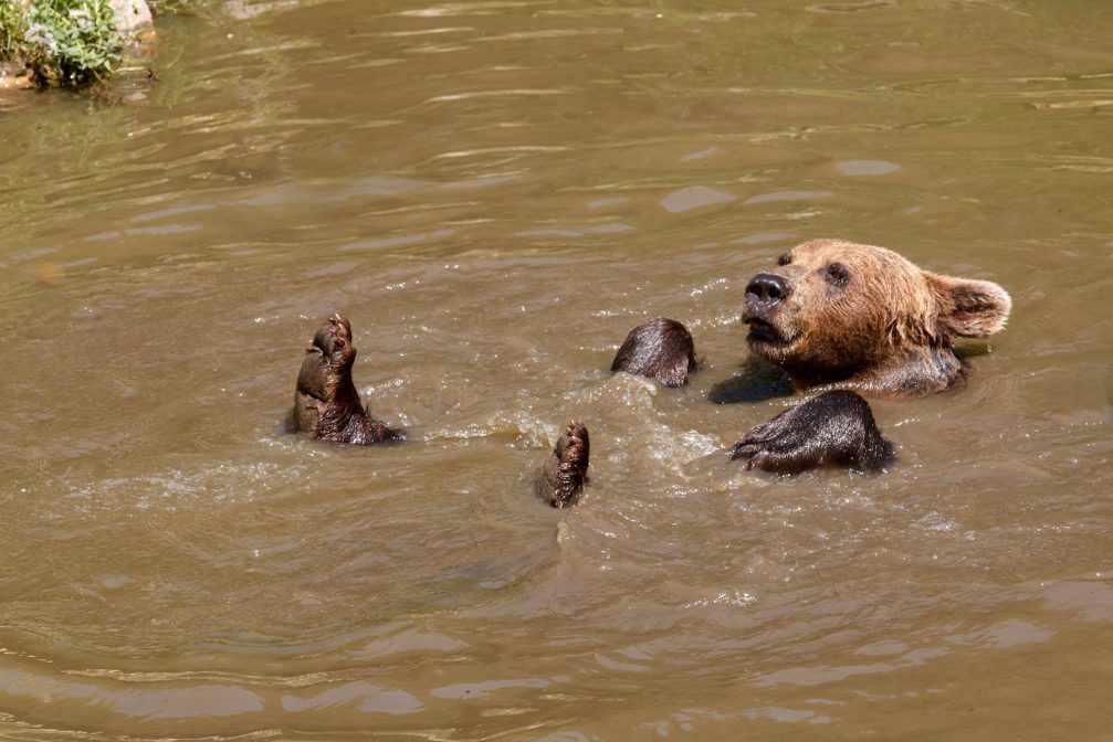 A brown bear swimming in Ljubljana Zoo