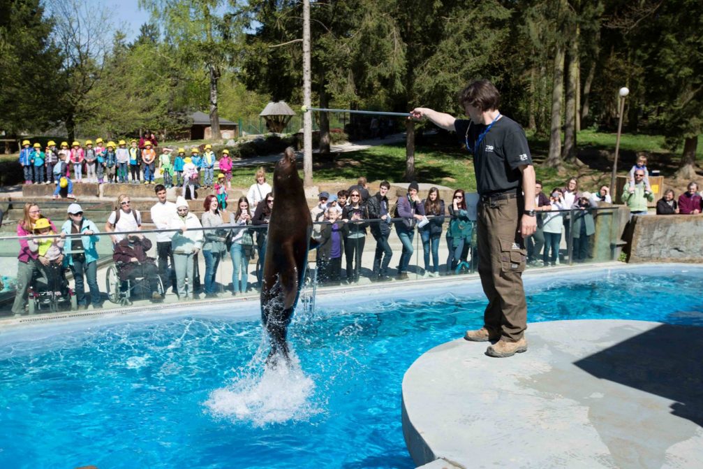 Californian Sea Lion during the feeding-time show in Ljubljana Zoo