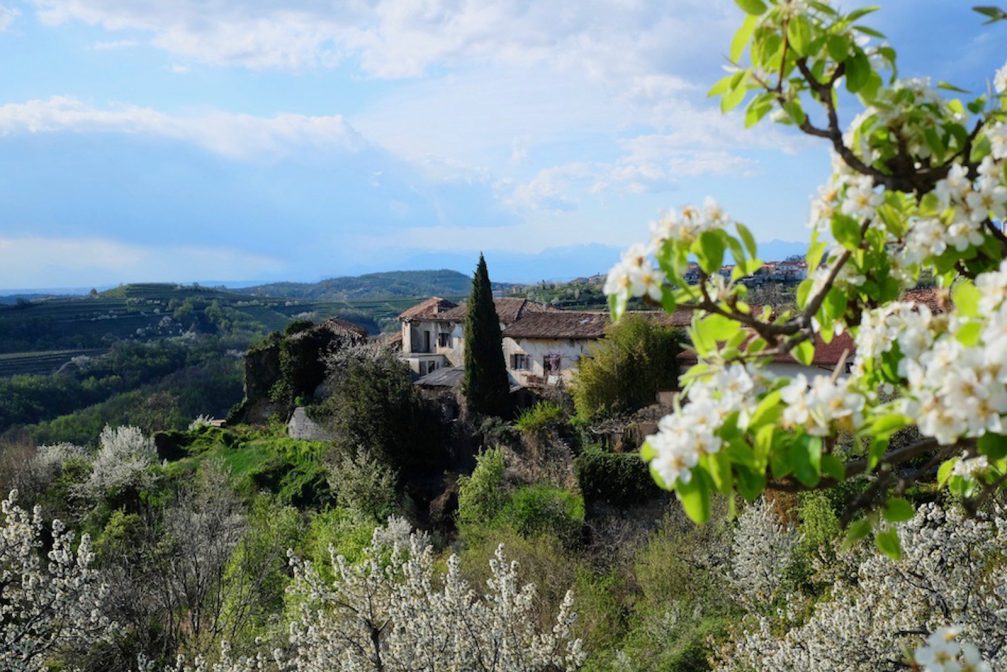 Goriska Brda in Slovenia in spring when the cherry trees are blossoming