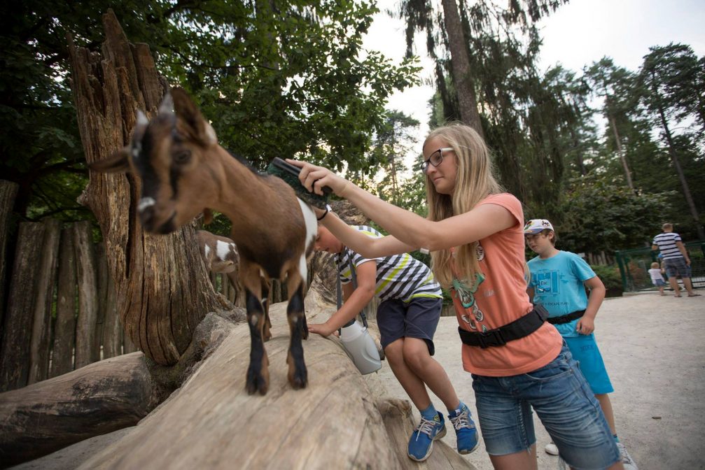 A petting zoo in Ljubljana Zoo