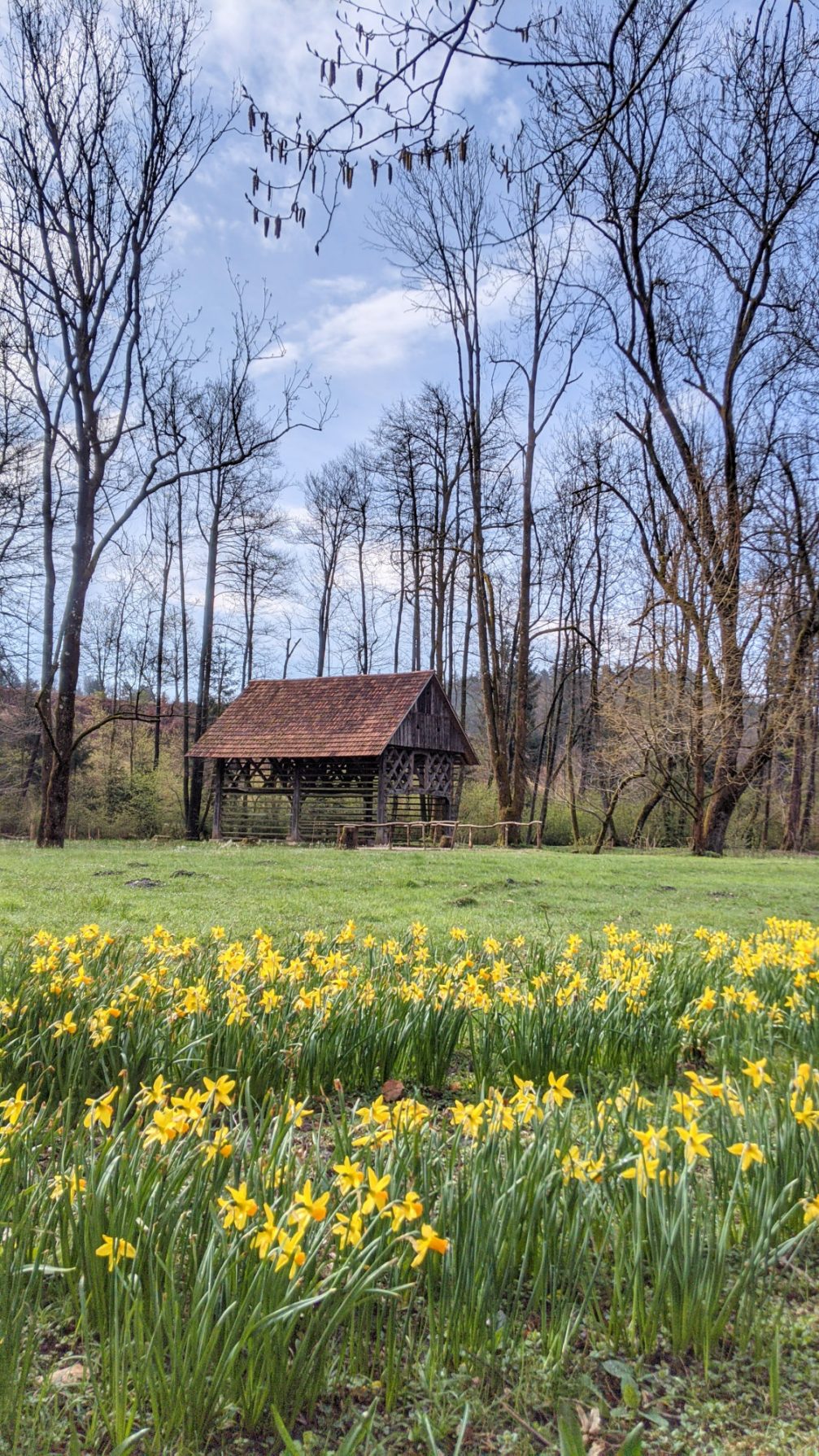 Yellow daffodils at Arboretum Volcji Potok in spring