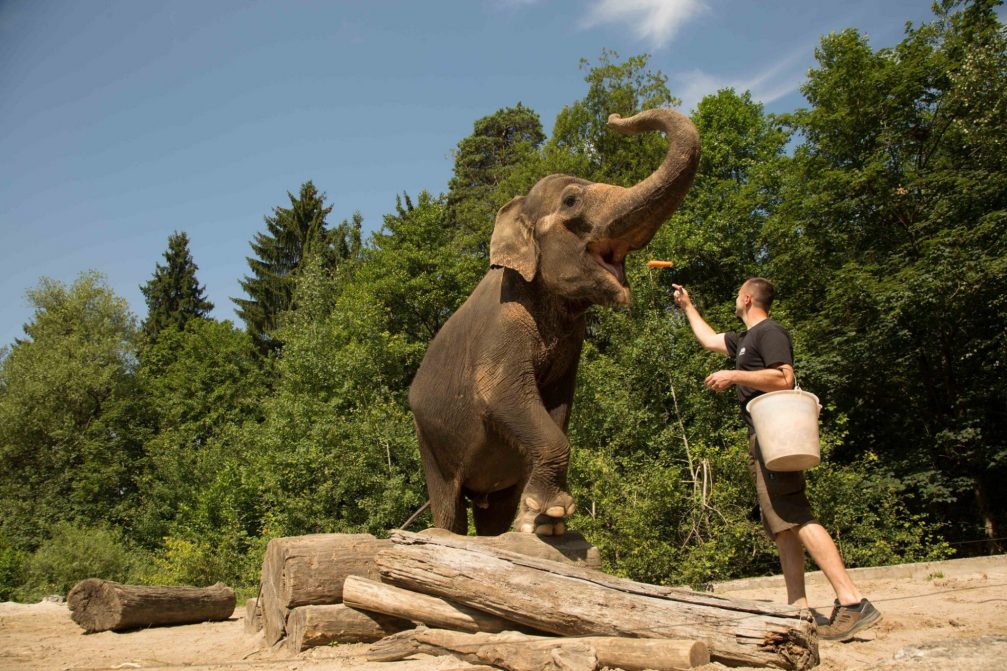 A zookeeper feeding an elephant in Ljubljana Zoo