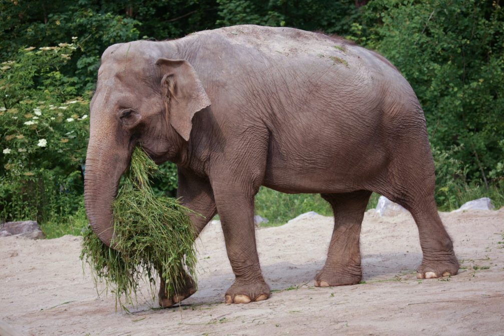 An elephant in Ljubljana Zoo