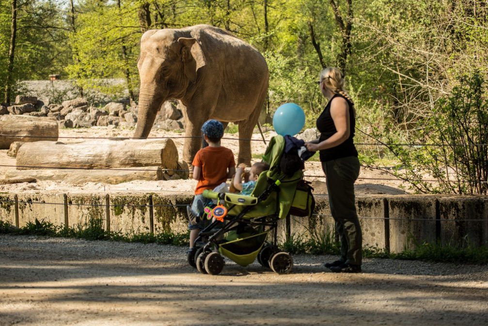 Visitors watching an elephant in Ljubljana Zoo