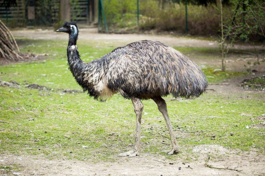 An emu in Ljubljana Zoo