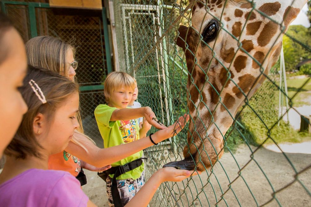 A group of children watching a giraffe in Ljubljana Zoo