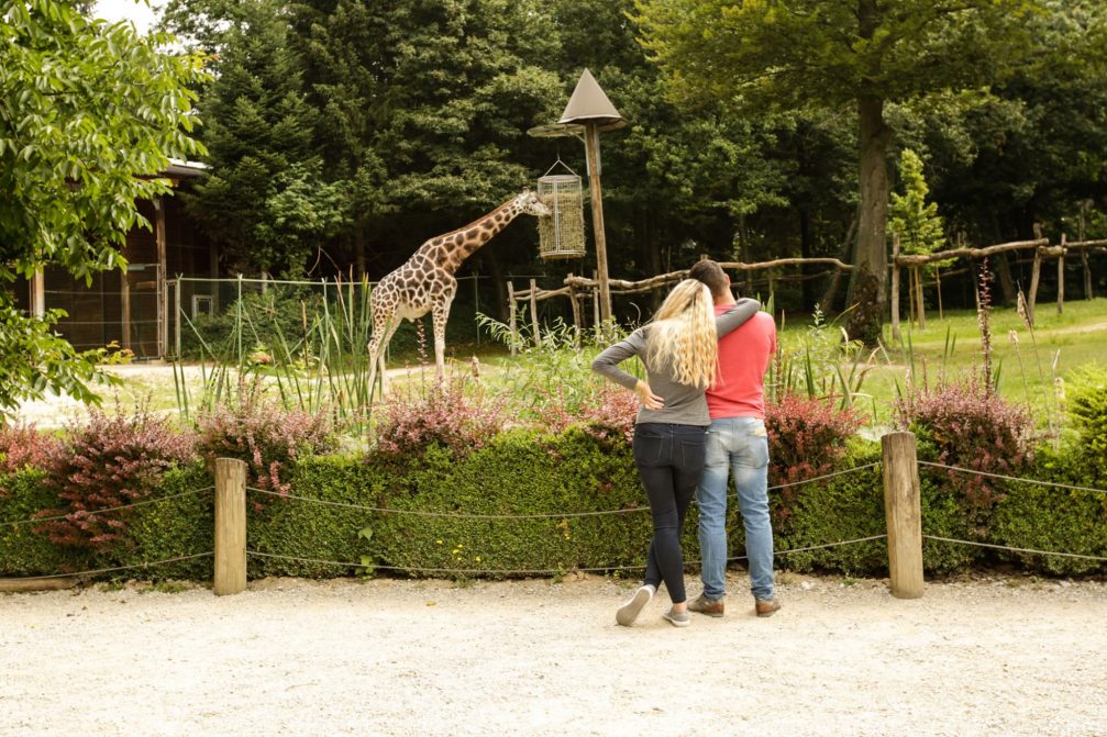 A couple watching a giraffe in Ljubljana Zoo