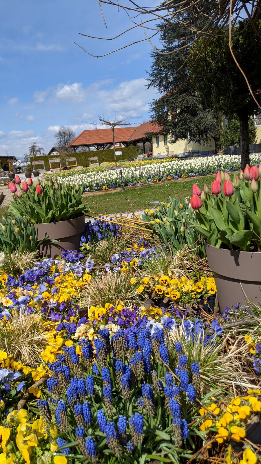 Grape Hyacinth and other spring flowers at Arboretum Volcji Potok in Slovenia