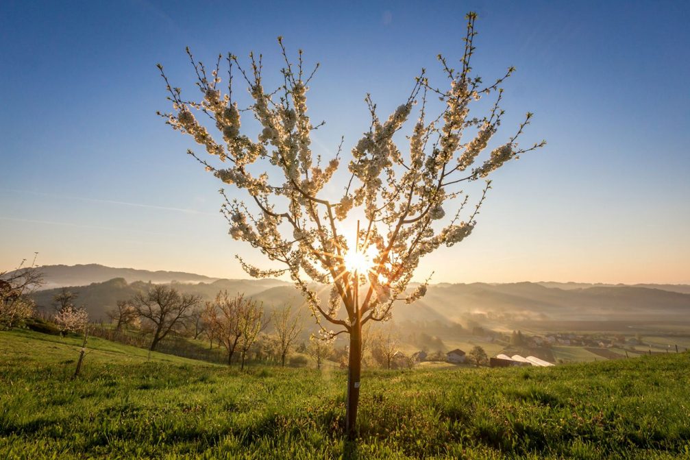 Kozjansko and Obsotelje countryside in eastern Slovenia in spring