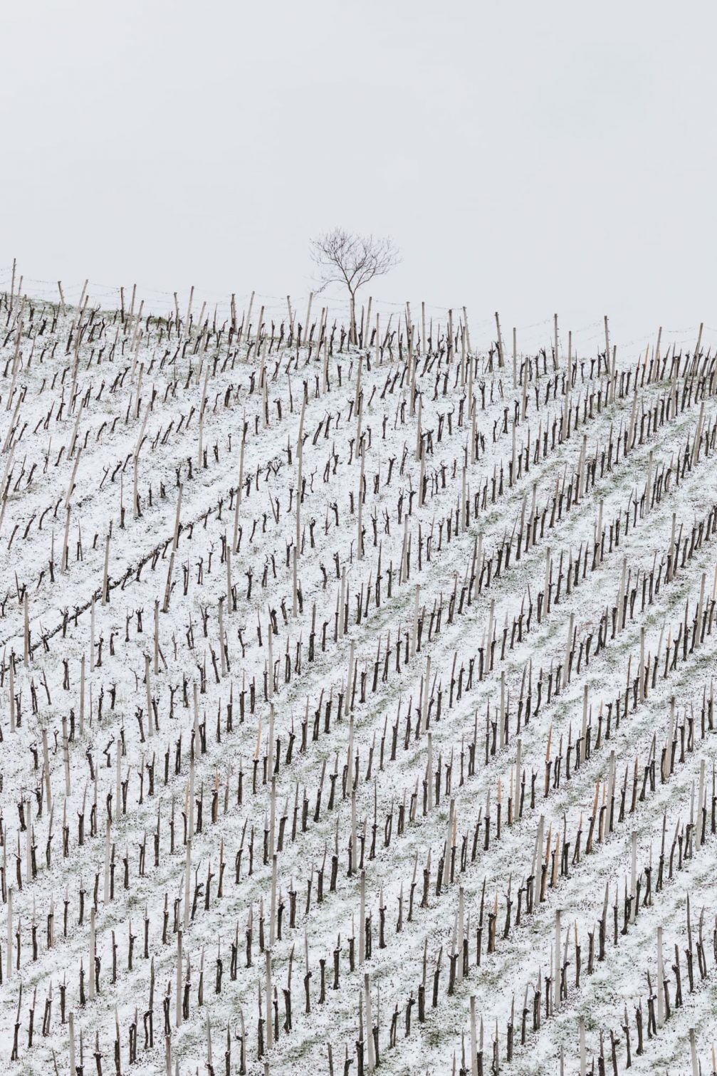 Kozjansko vineyards covered in snow in winter