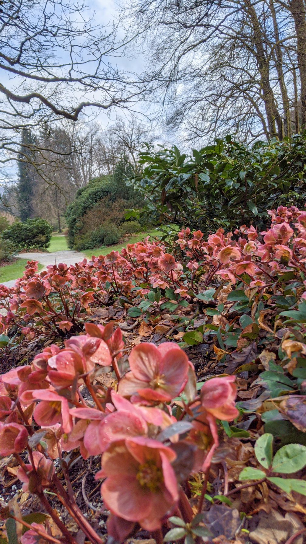 Lenten rose at Arboretum Volcji Potok in spring