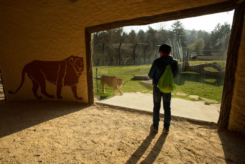 A child watching a lion behind the glass in Ljubljana Zoo