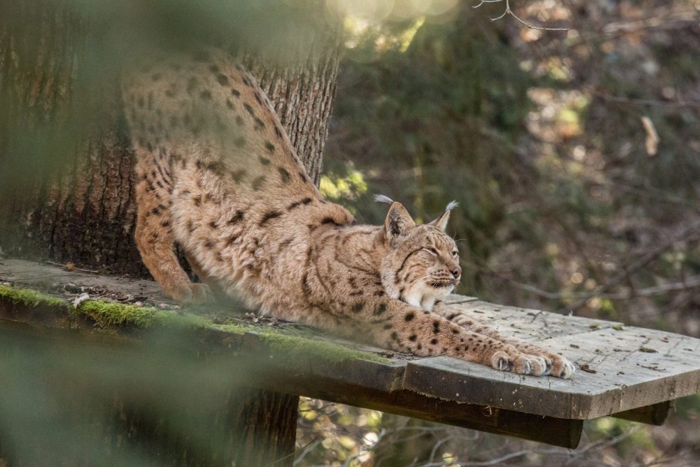 A lynx in Ljubljana Zoo