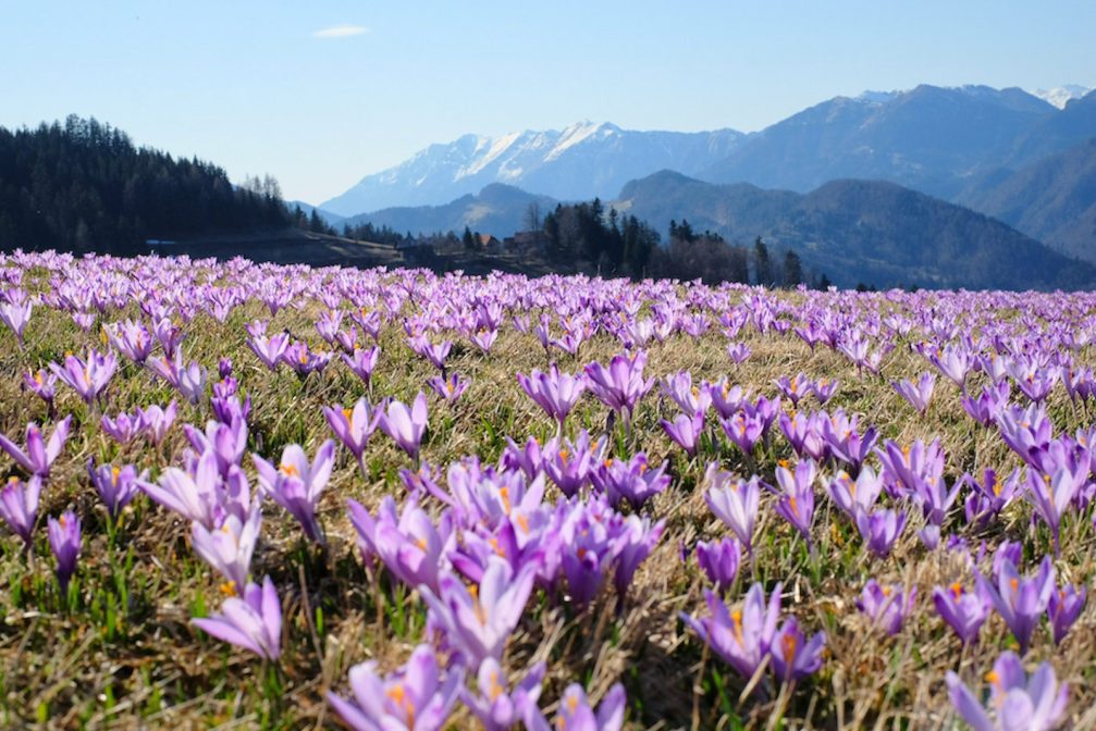 First sign of spring in Martinj Vrh with a glorious carpet of purple crocuses in bloom