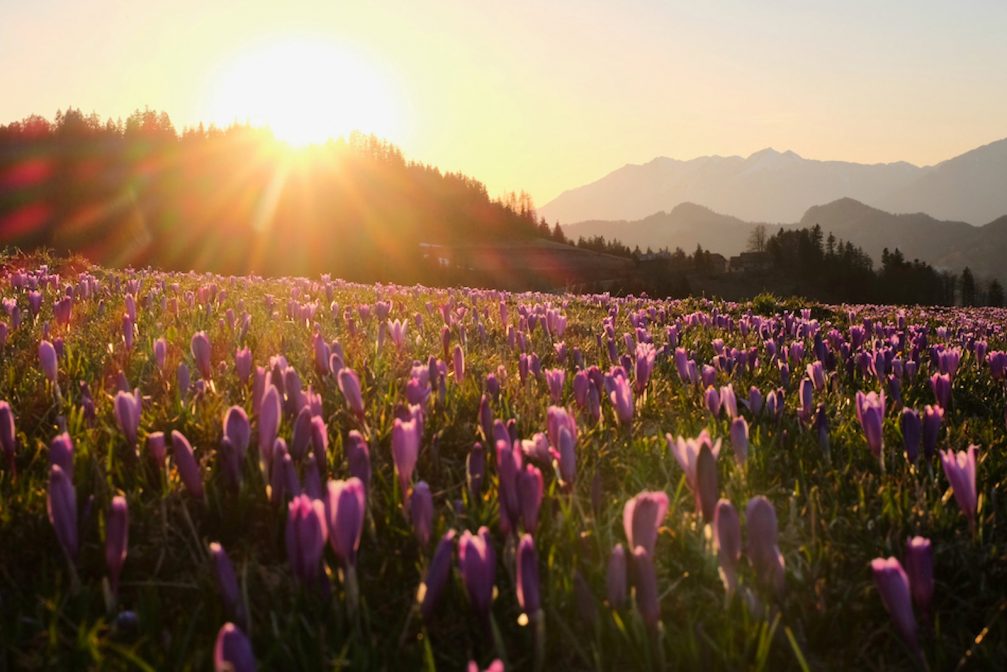 Martinj Vrh with a carpet of purple crocuses in bloom at sunset