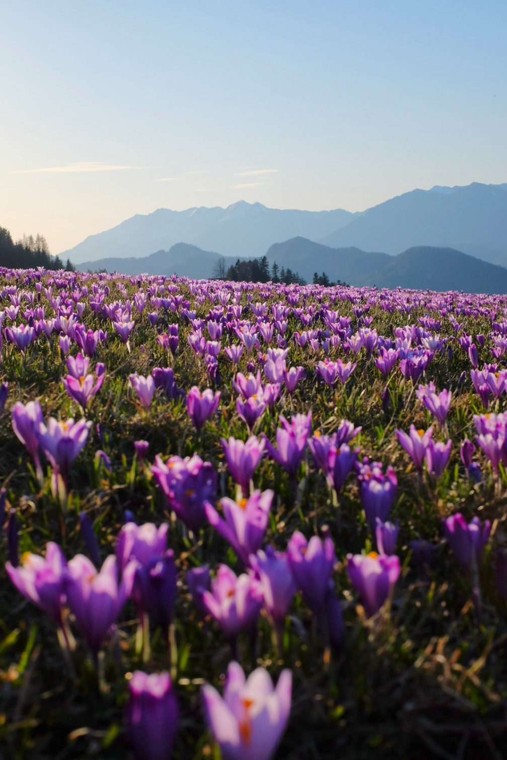 Meadows in Martinj Vrh full of purple crocuses in bloom