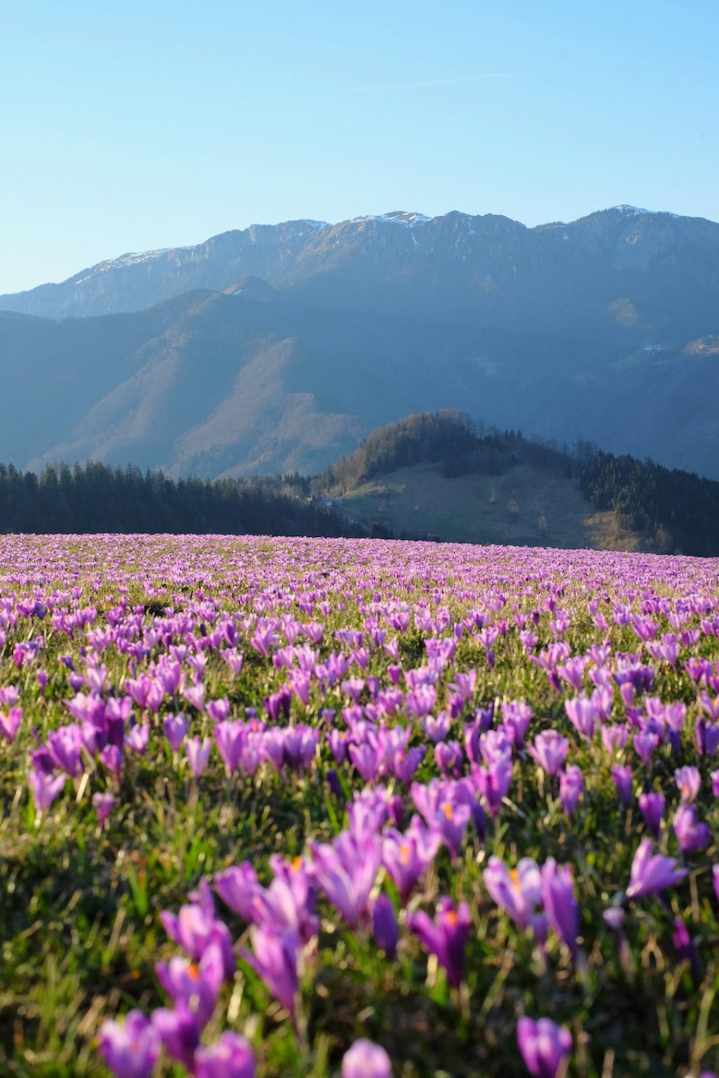 Martinj Vrh with a glorious carpet of purple crocuses in bloom