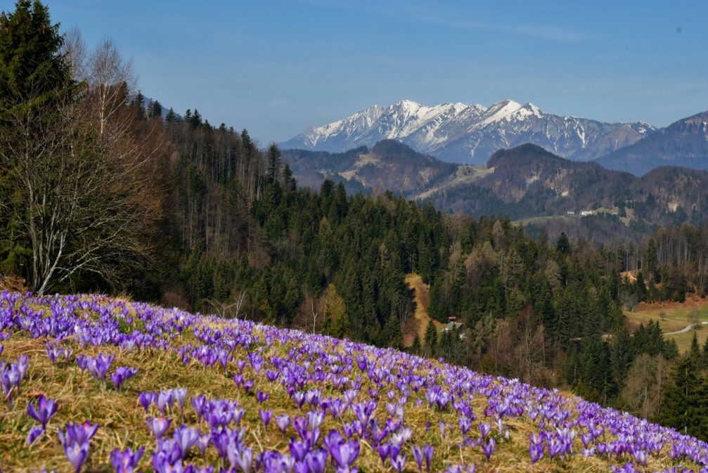 Purple crocus flowers in bloom in Martinj Vrh in spring