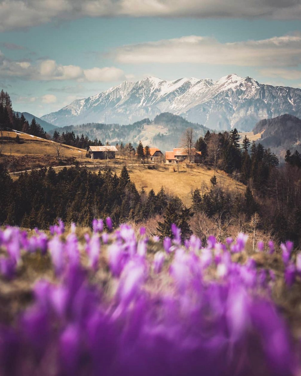 Village of Martinj Vrh in Slovenia and spring crocuses