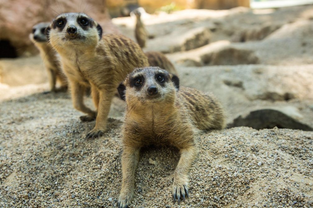 A clan of meerkats in Ljubljana Zoo