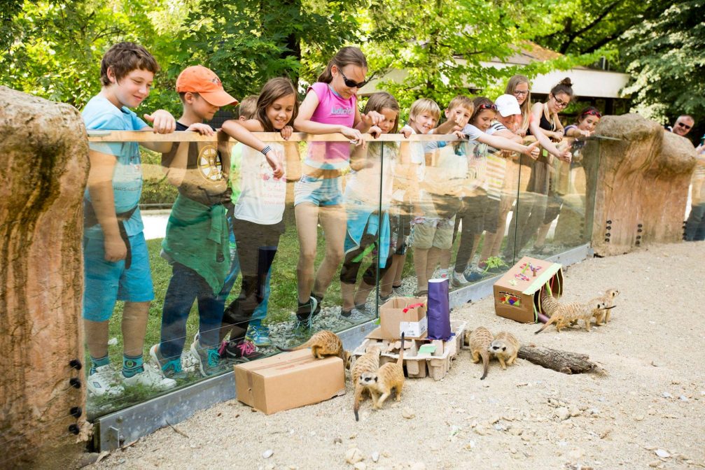 Visitors watching a clan of meerkats in Ljubljana Zoo