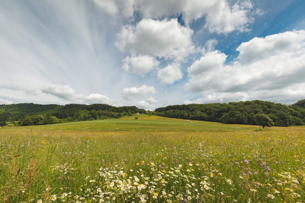 A meadow full of wildflowers in the Podcetrtek area in the Kozjansko and Obsotelje region